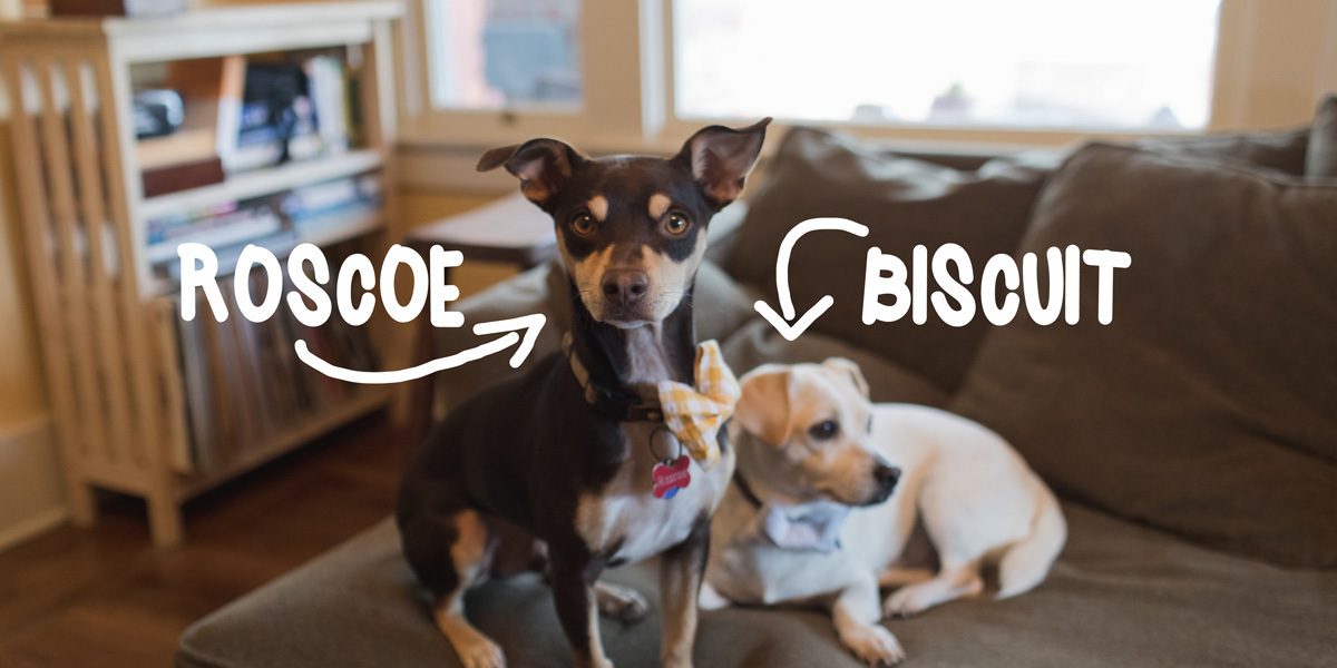 dog treats, biscuit and roscoe