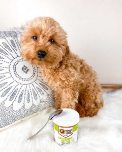 CBD peanut butter with a spoon rests next to a dog.