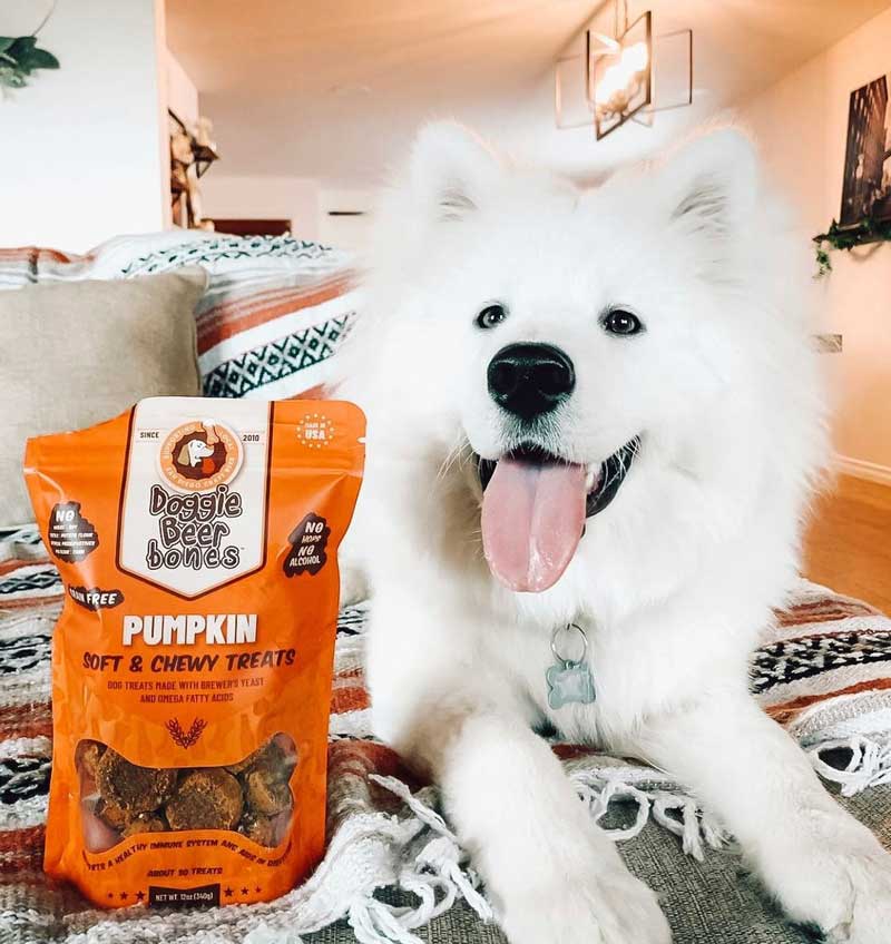 Happy fluffy white dog on couch with Pumpkin dog treats.