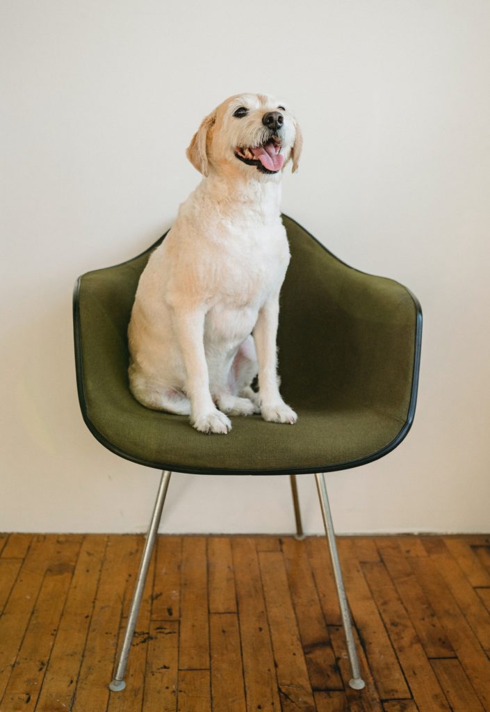 good dog sitting in a chair