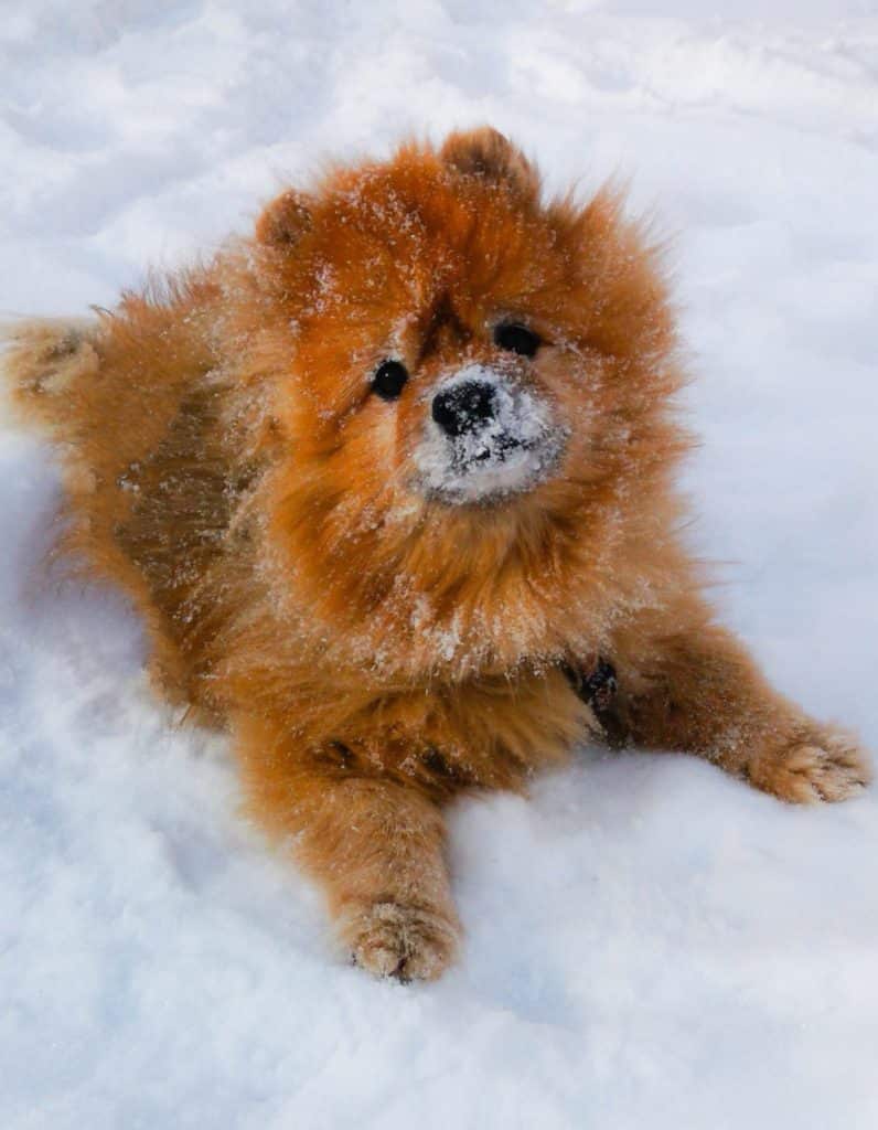 snow doggie