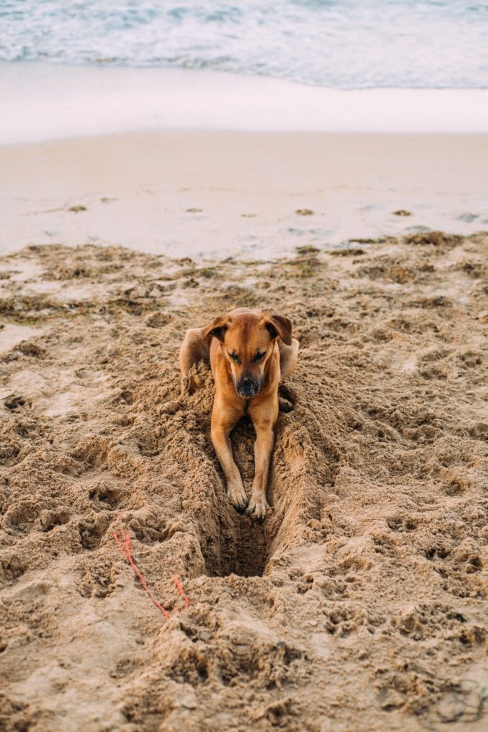 dog digging at the beach daycare