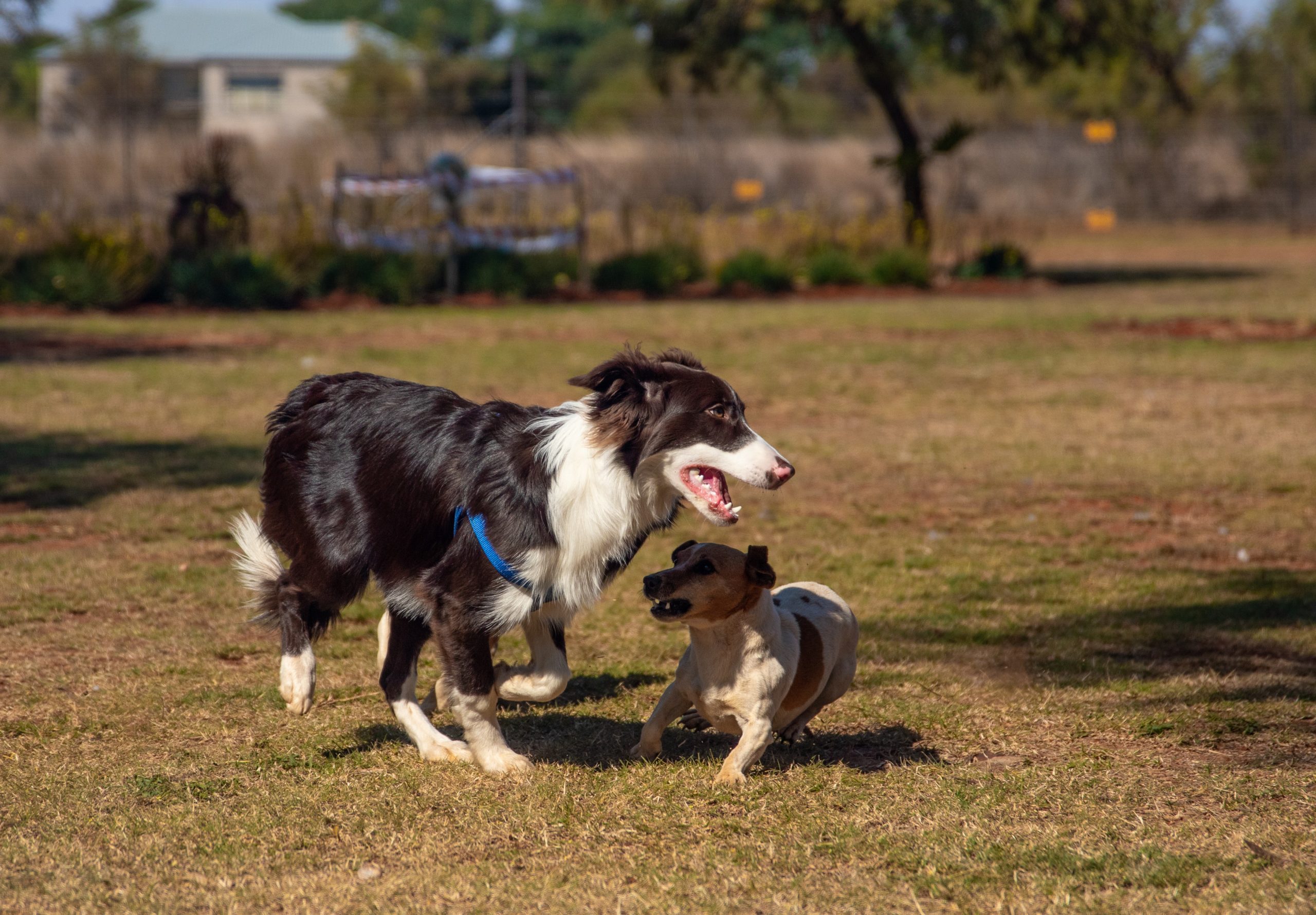 daycare dogs playing at dog park