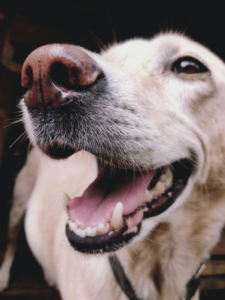 A close up shot of a yellow lab with canine diabetes panting and smiling for the camera.