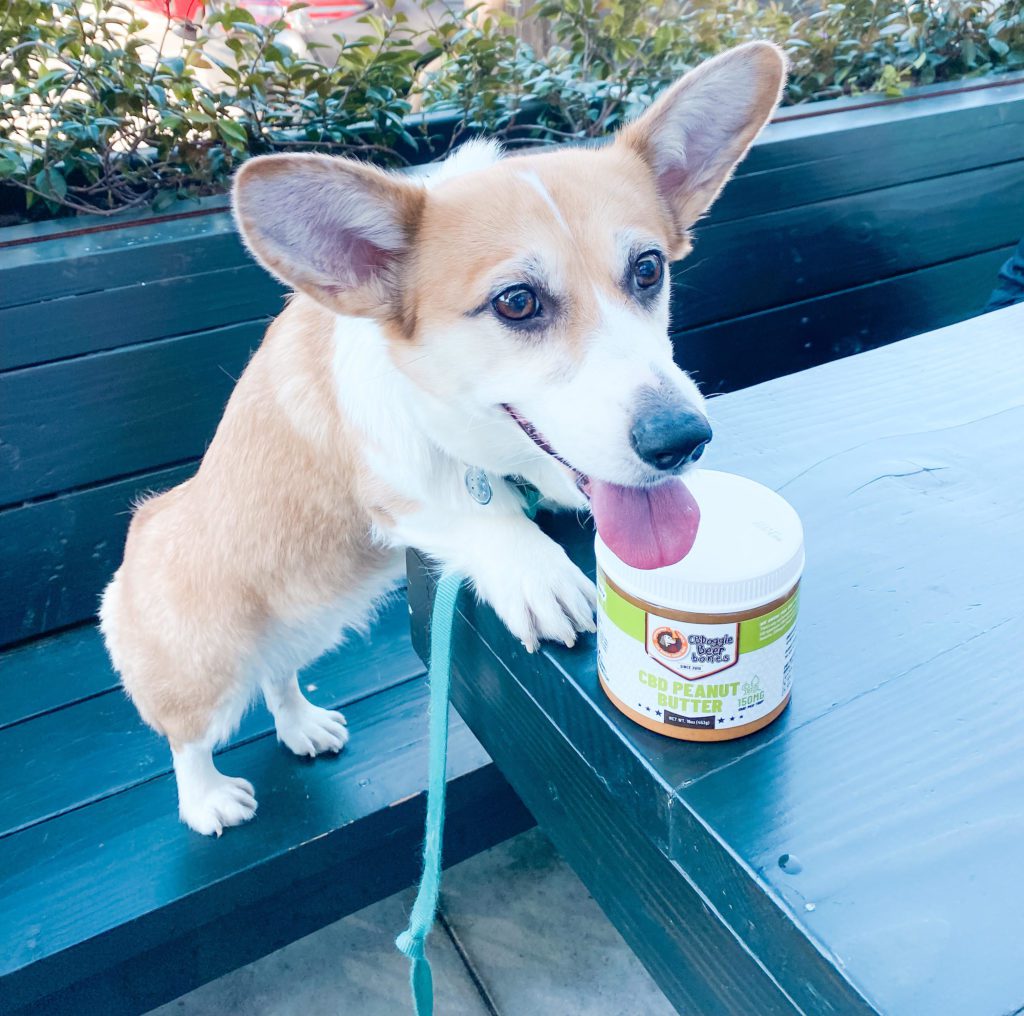 A corgi with canine hip dysplasia standing on a bench and leaning on a table while wearing a leash behind a jar of Doggie Beer Bones CBD Peanut Butter.