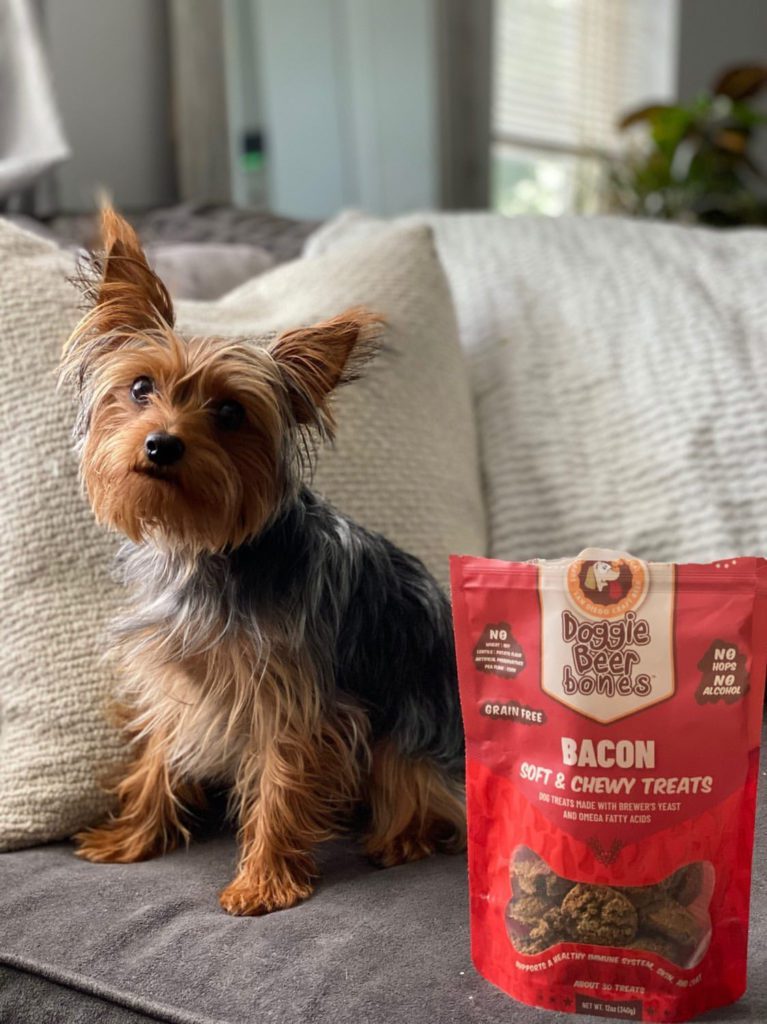 A Yorkshire Terrier with dog allergy symptoms sitting on a couch next to grain free soft treats.