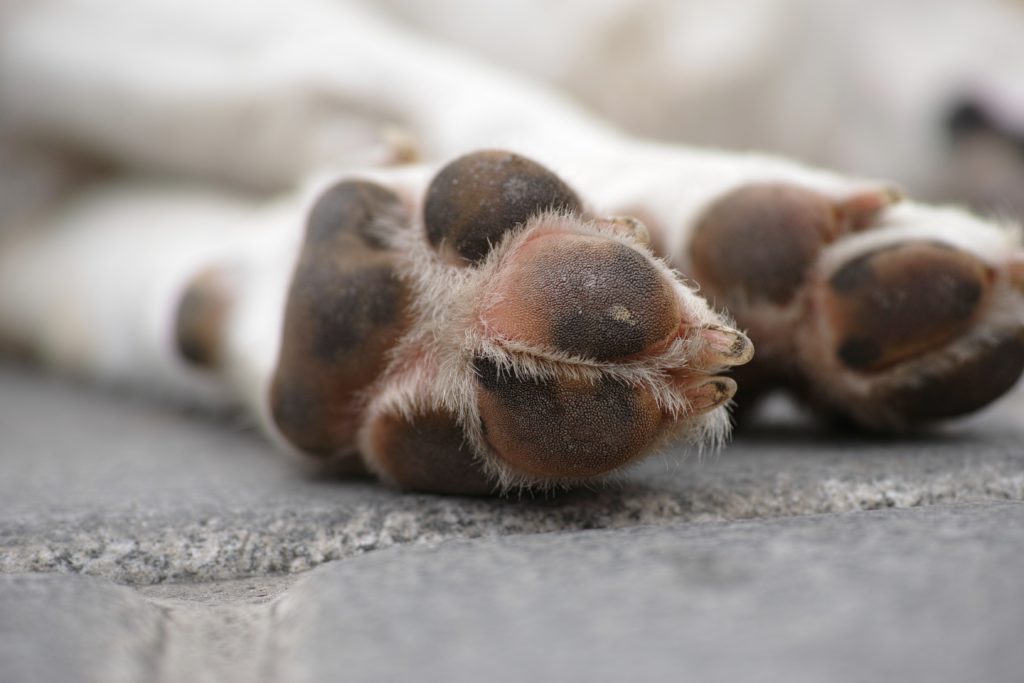 The bottom of dog paws resting on sidewalk.