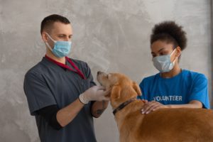 Dog being evaluated after eating pet poisons