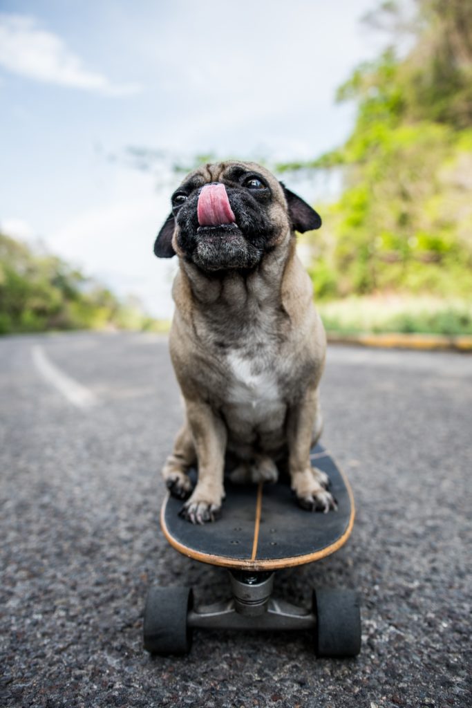 skateboarding pug canine hip dysplasia
