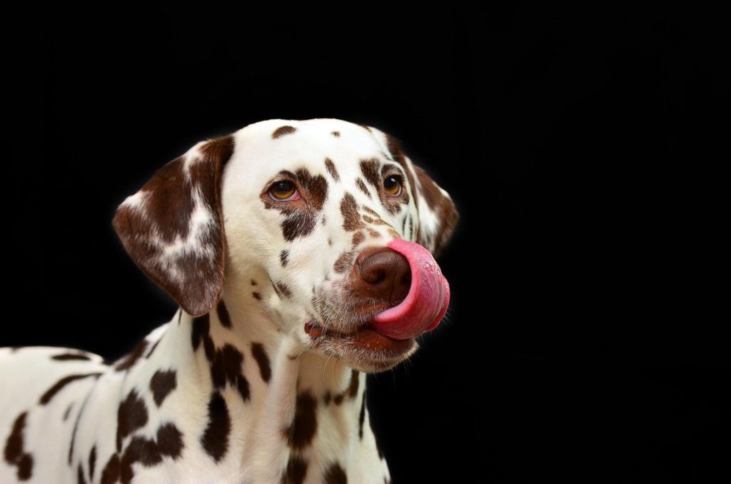 Brown and white Dalmation vegetarian dog looking at camera and licking its lips.