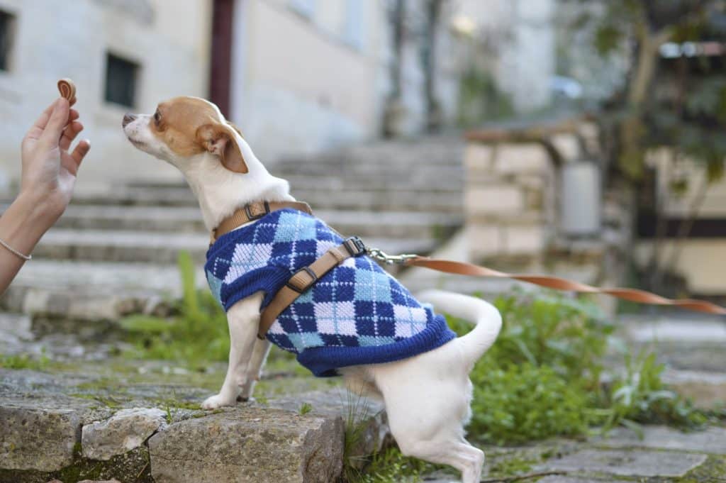 Chihuahua wearing blue argyle sweater on leash being fed a healthy dog treats for canine diabetes.