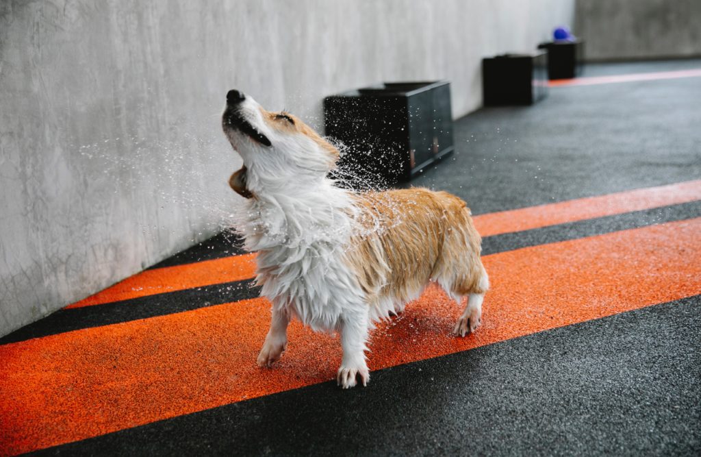 A wet corgi with canine hip dysplasia shaking out excess water while standing on blacktop painted with orange stripes.