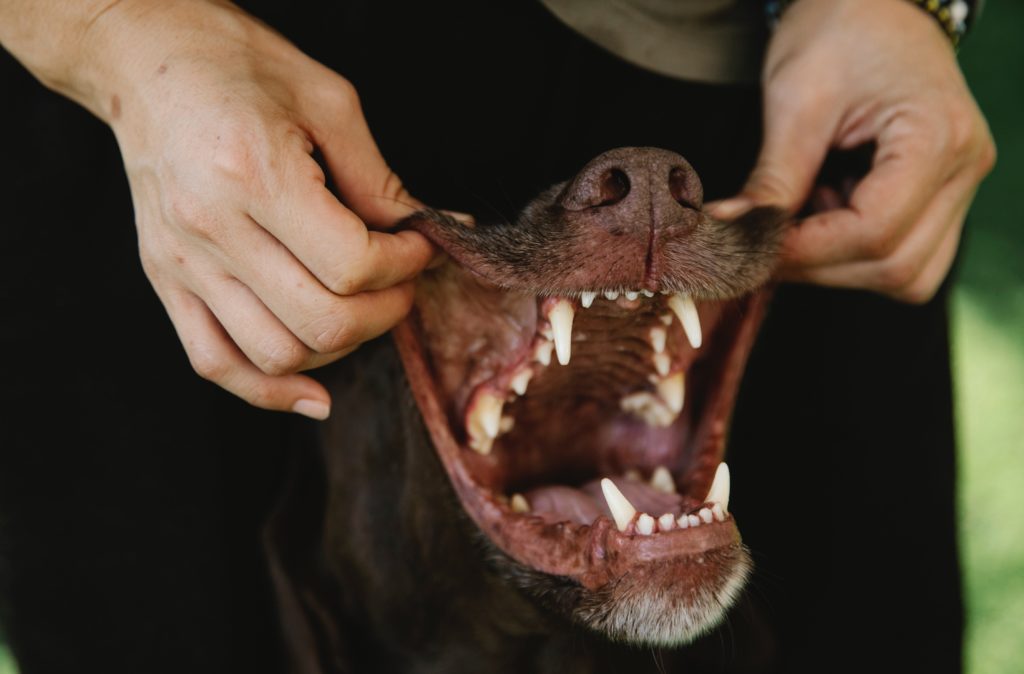 red-brown dog with mouth open and owner pulling their lips back