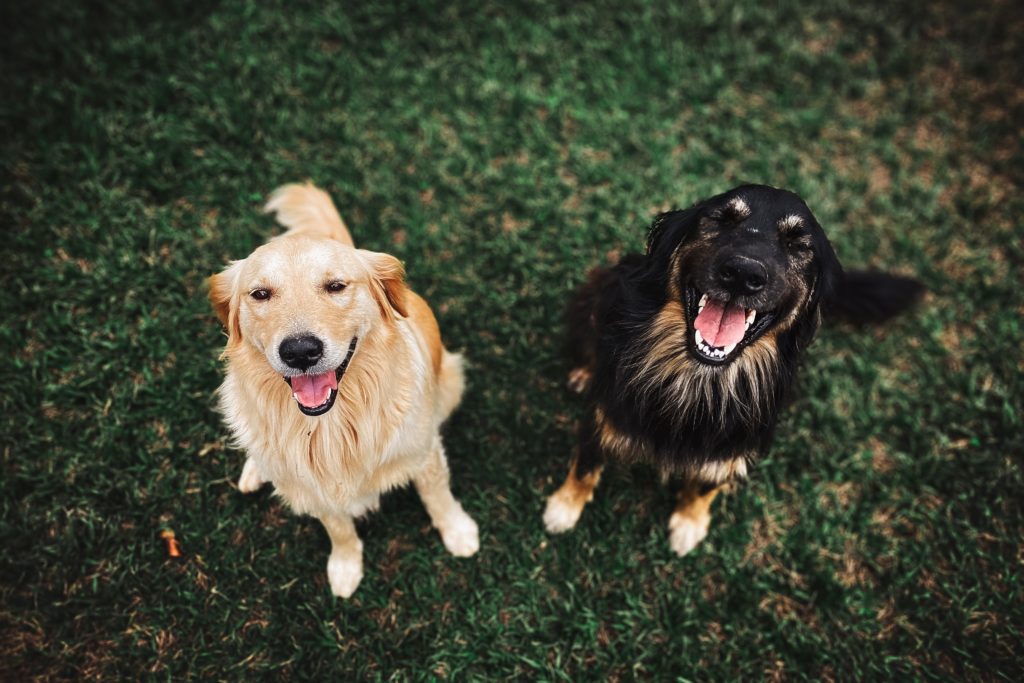 golden retriever and shepard dog sitting next to each other biggest dog myth hypoallergenic dog breed