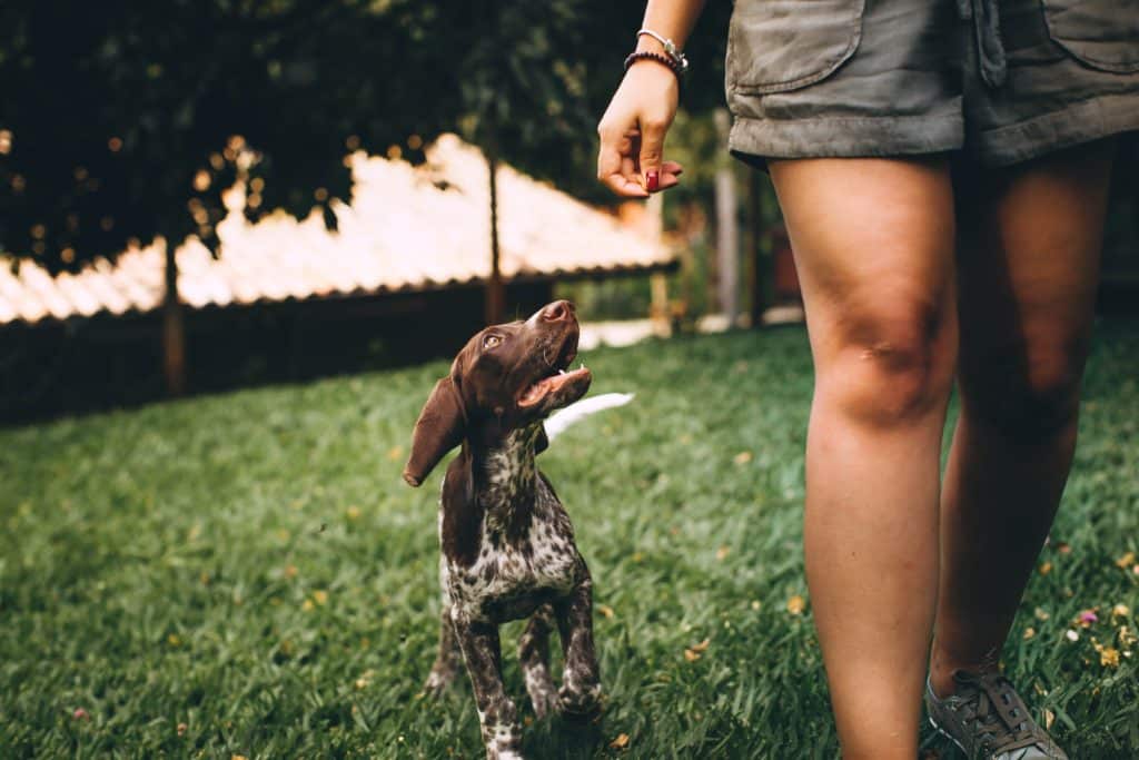 German short haired pointer with hip dysplasia trotting through a grassy area while looking up at their owner that's wearing grey shorts.