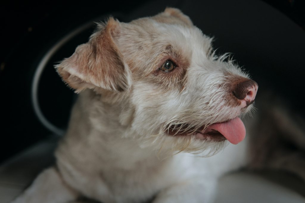 White wire hair dog panting and looking off camera while laying down pet safety tip
