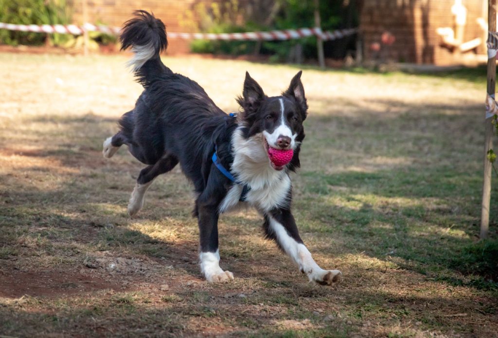 Border collie with hip dysplasia carrying a red ball in its mouth while running through a yard.