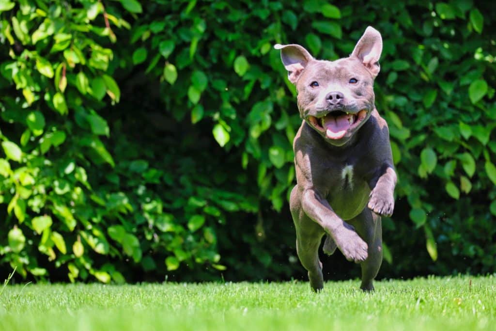 A blue-grey American pit bull terrior with hip dysplasia running in a grassy area.