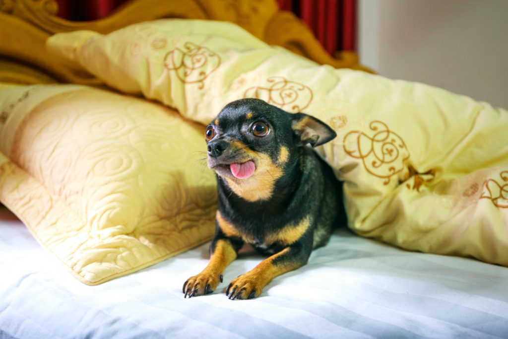 Chihuahua laying on a bed with yellow pillows puppy dog eyes biggest dog myth busted