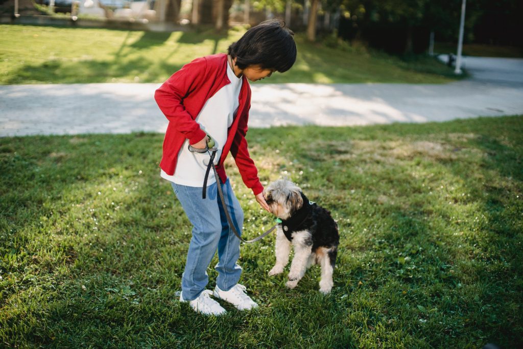 A child with dark hair in a white shirt, red cardigan, jeans, white shoes holding a leash and feeding a small furry black and tan dog a treat dog myths busted about dog behavior