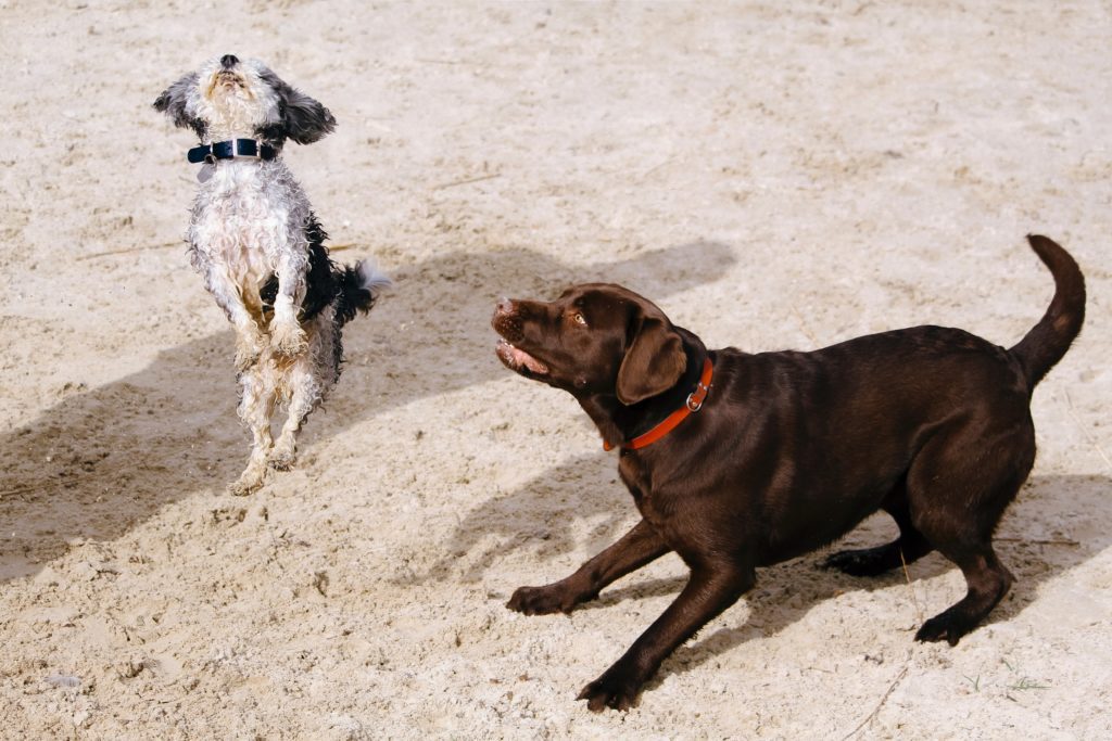 A small dog and large chocolate lab with canine hip dysplasia wearing a red collar playing in the sand.