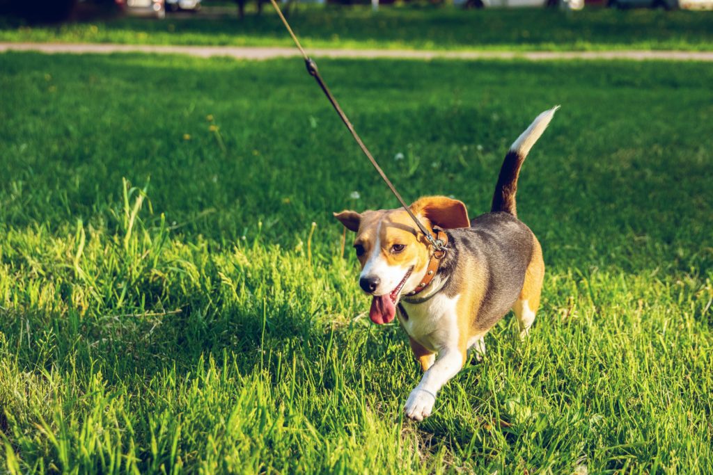A vegetarian beagle dog on a leash is panting while trotting on green grass.
