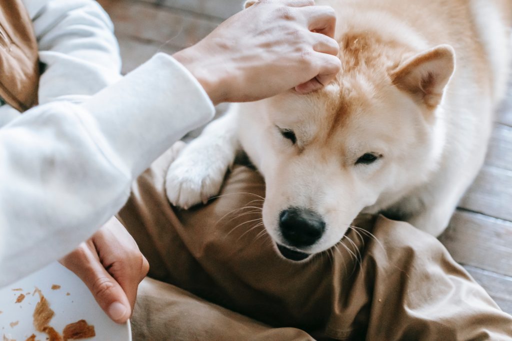 Shiba Inu vegetarian dog being scratched behind the ear while laying its head on the owner's lap.