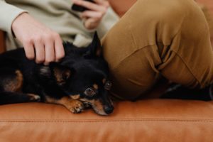 small black dog sitting on orange couch with owner wearing a cream colored sweater and brown pants