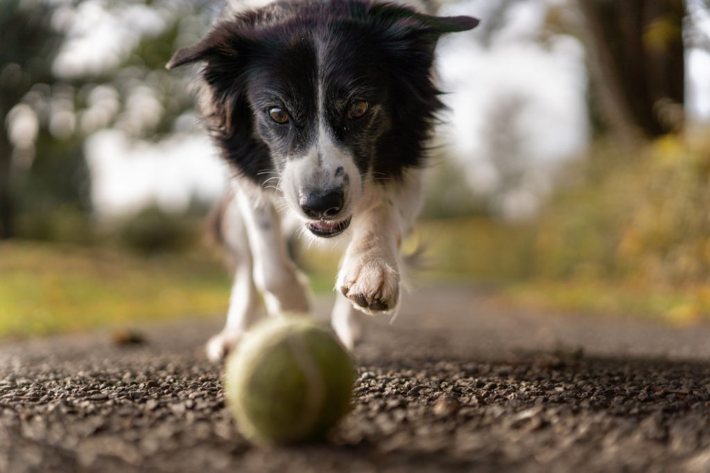 black and white collie dog chasing a tennis ball on pavement