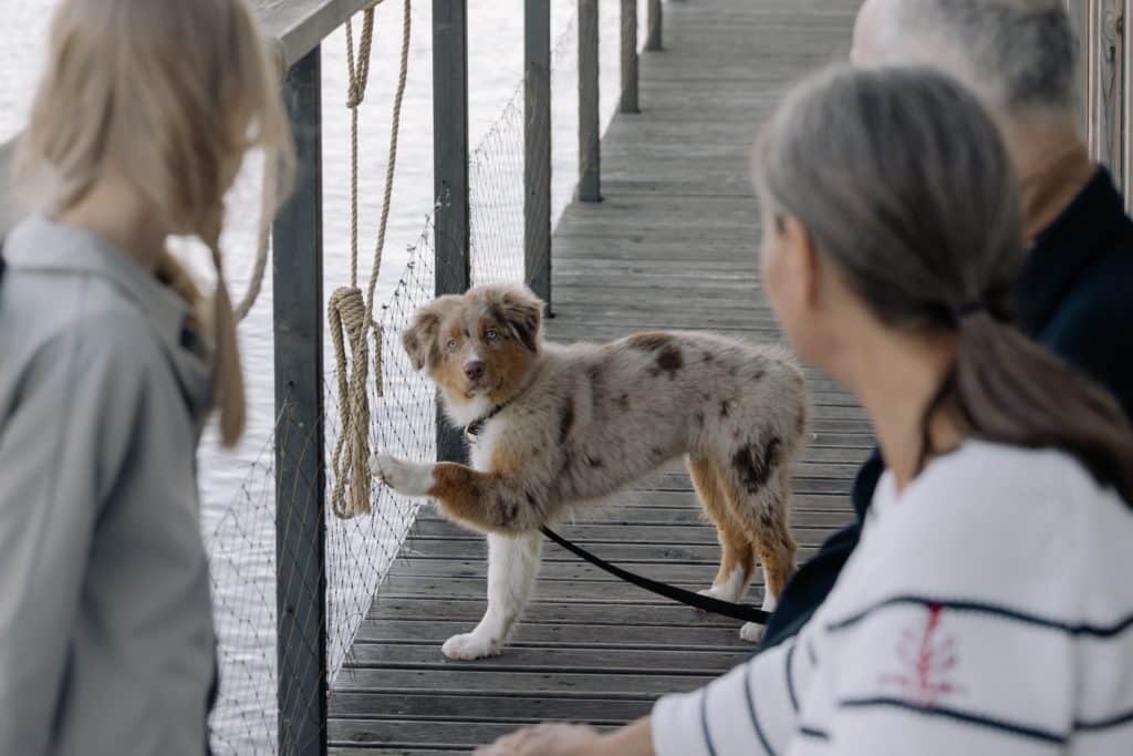 multi-colored dog on leash walking a boardwalk