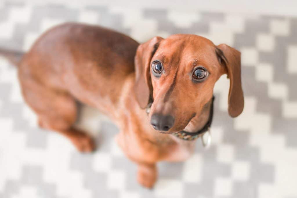 A daschund with a collar looking at camera