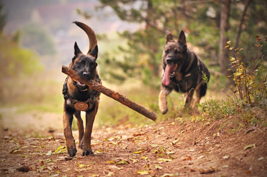 two german shephards running down a trail