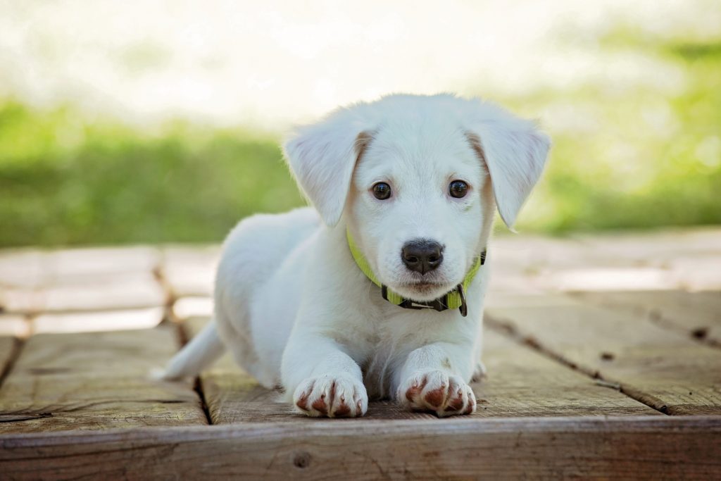 Labrador Retreiver puppy in green collar sitting on brick paement outdoors