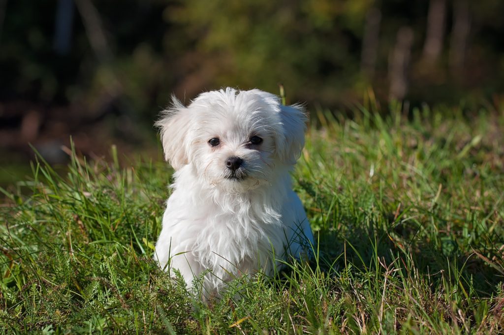 white fluffy dog in grass