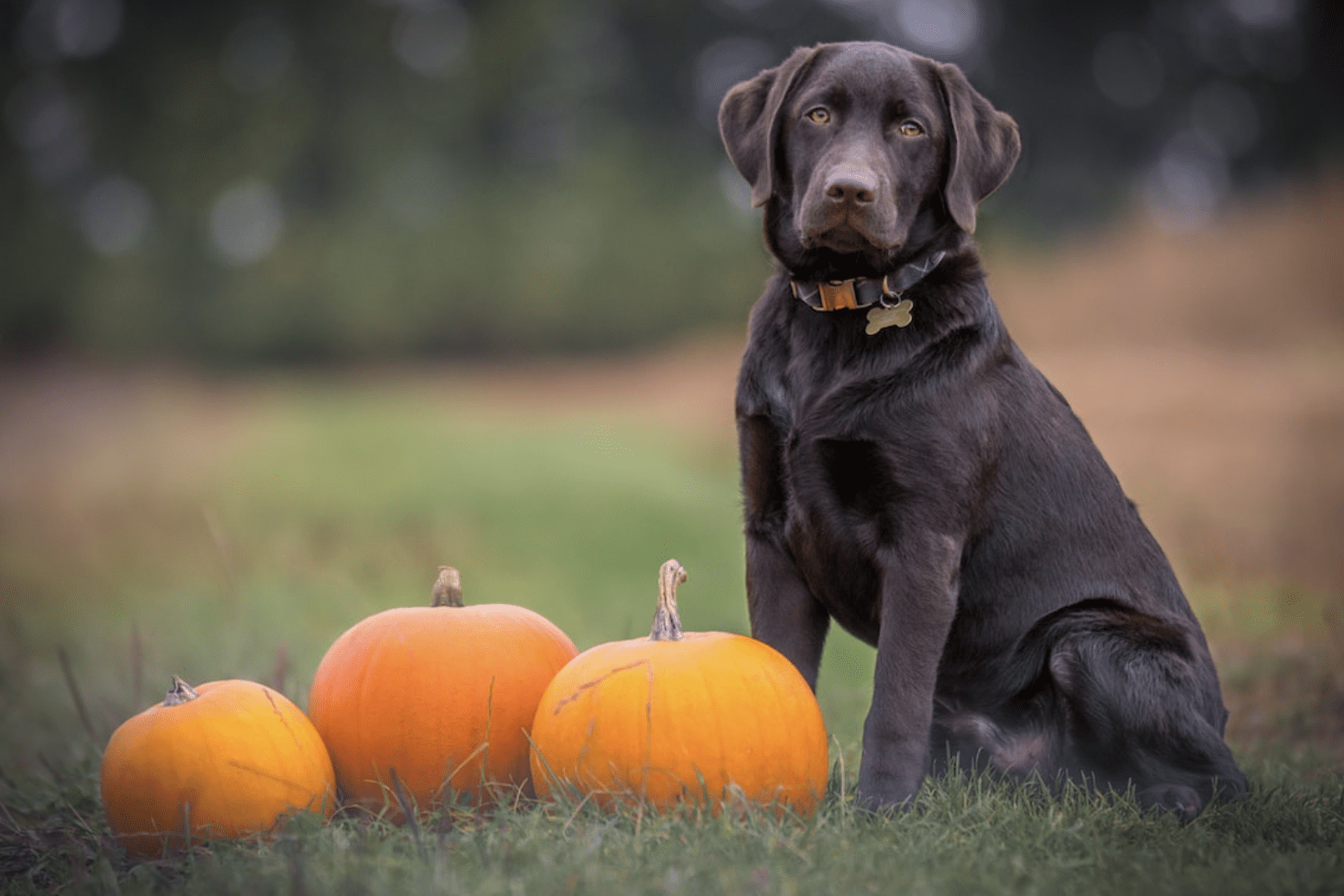 pumpkin for dogs