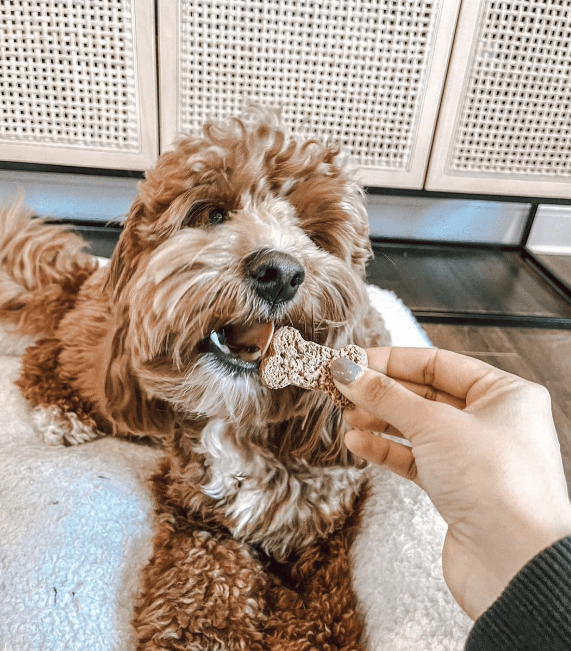 CBD-infused dog treats can keep your pup calm