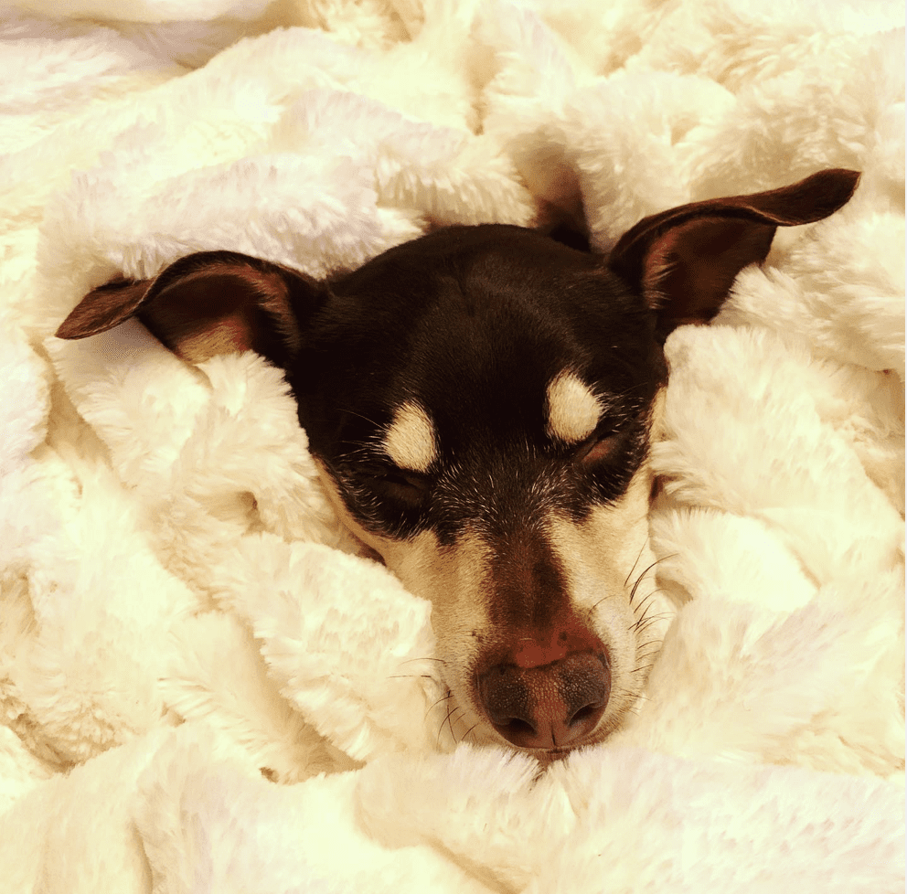 A doggie bed and blanket can keep them warmer in the winter.