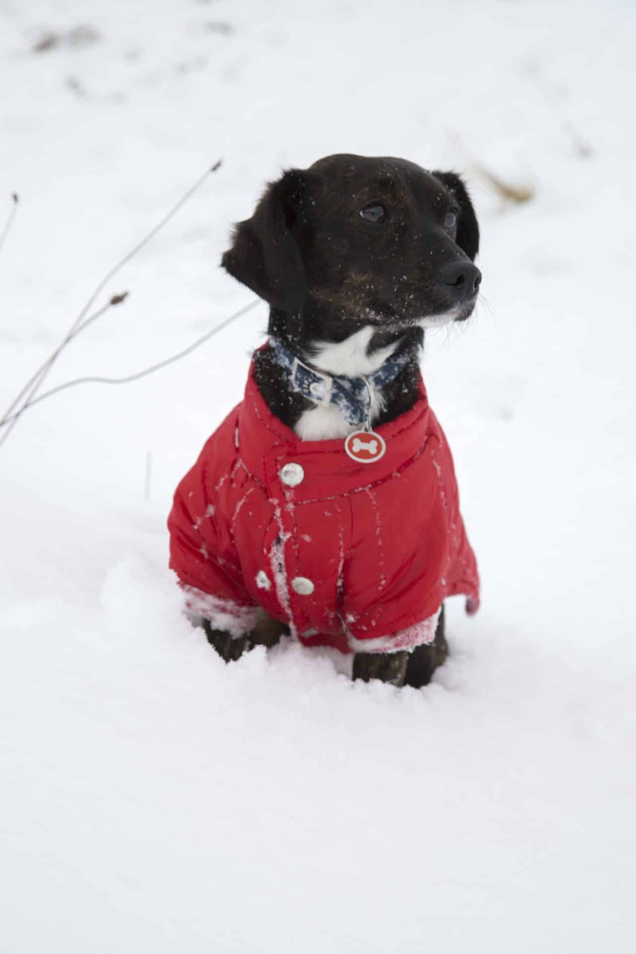 Pets can safely enjoy the outdoors as long it’s not too cold and they have protection.