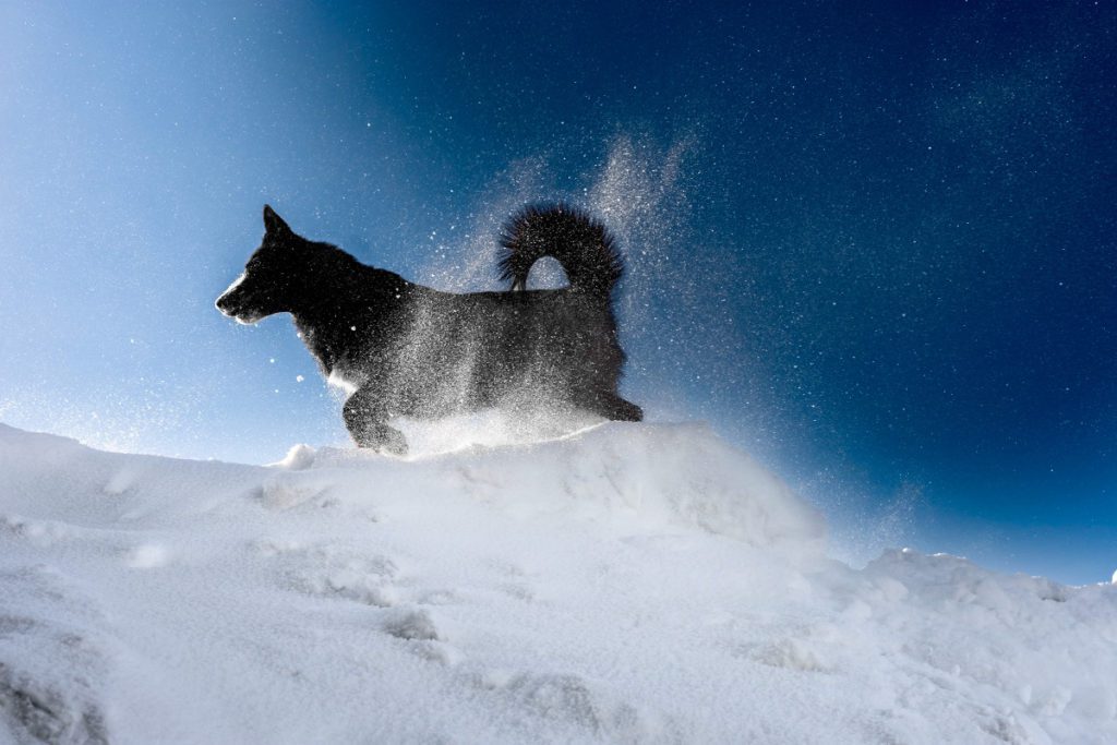 Your dog might tolerate the winter or may need extra protection.