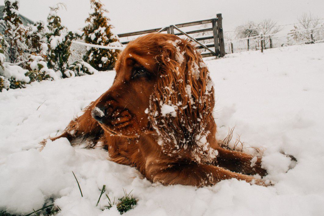 Learn about the potential risks of low temperatures to dogs and how to best take care of your pets during the cold season!
