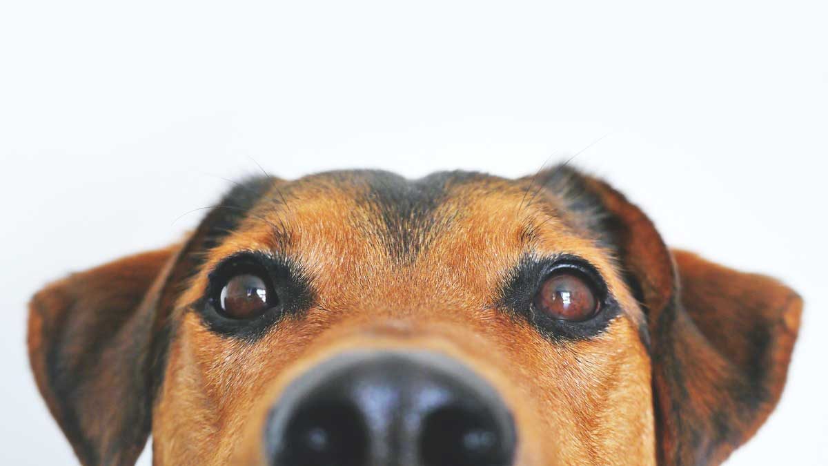 Close up of a dogs face.