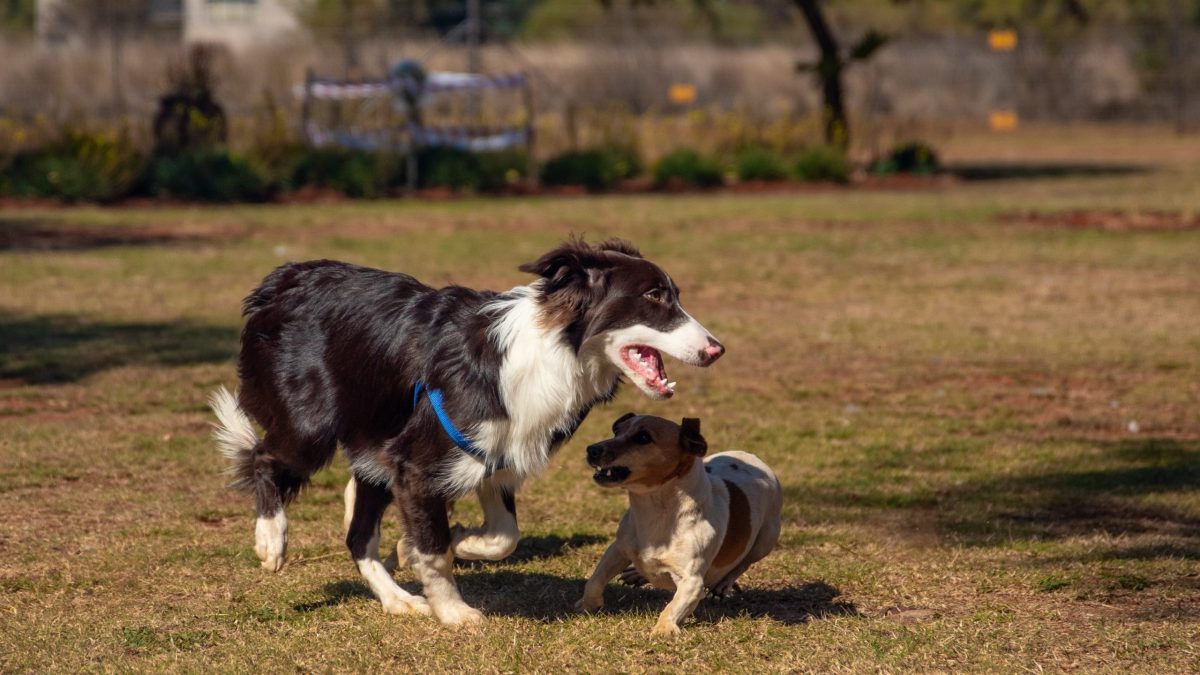 daycare dogs playing at dog park
