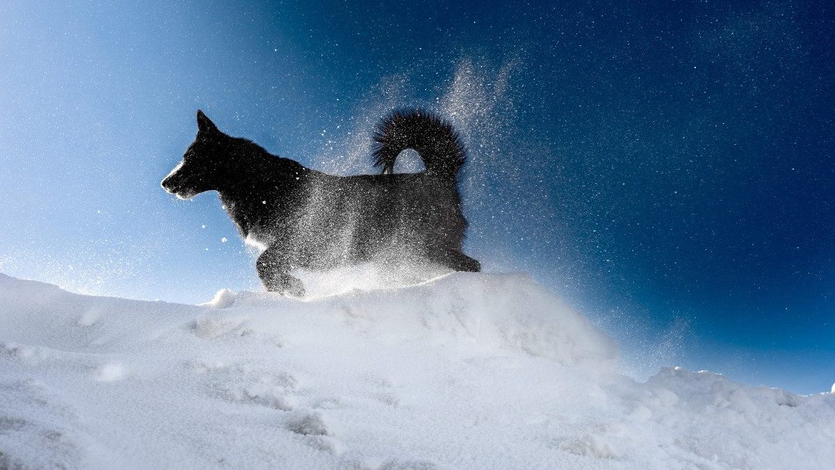 Your dog might tolerate the winter or may need extra protection.