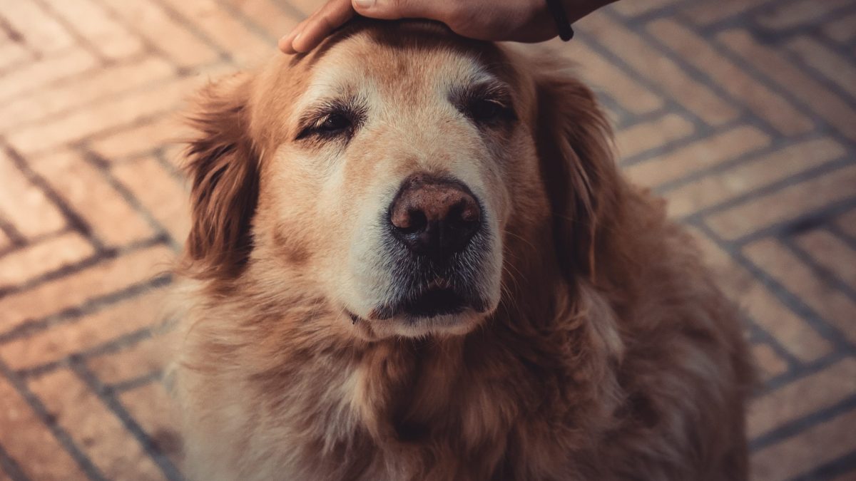 older golden retriever canine diabetes