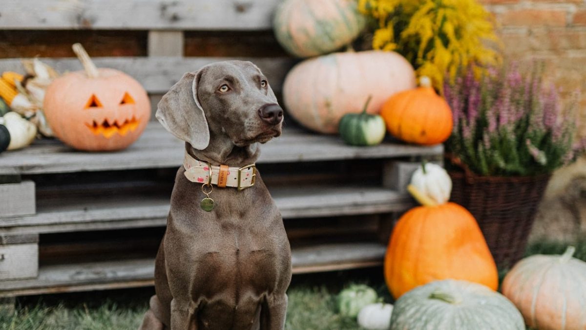 is pumpkin safe for dogs