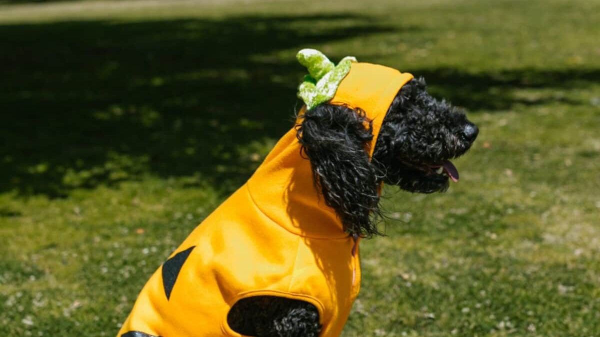 dog Halloween costume